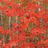 Maple Among The Birches