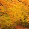 Maple Canopy at Trout Lake