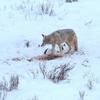 Coyote and Bison Kill