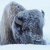 Frosted Bison