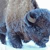 Frosted Bison in Lamar Valley