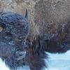 Frosted Bison in Lamar Valley II