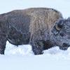 Frosted Bison in Early Morning II