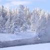 Frosted Trees Along River