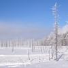 Bare Trees and Frost