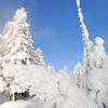 Ghost Tree at Norris Geyser Basin