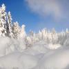 Ghost Trees in Norris Geyser Basin II