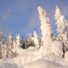 Ghost Trees at Norris Geyser Basin III