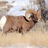 Bighorn Ram