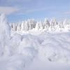 Ghost Trees Of Yellowstone