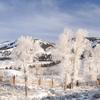 Hoar Frost in Lamar Valley