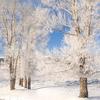 Hoar Frosted Trees in Lamar Valley