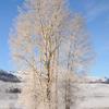 Hoar Frosted Trees - Vertical