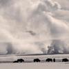 Bison and Geysers