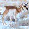 Pronghorn