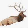Resting Bull Elk