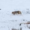 Scavenger Scuffle - Coyote and Magpie