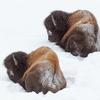 Sleeping Bison