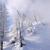 Snow Trees and Steam