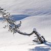 Small Tree in Hayden Valley