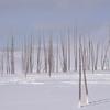 Bobby Sock Trees