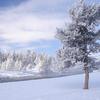 Steam Covered Trees