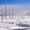 Steamed Trees in Hot Pool