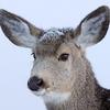 Town Resident - Mule Deer