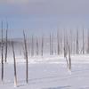 Bobby Sock Trees II