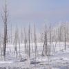 Bobby Sock Trees III