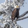 Bald Eagle in Snowy Pine