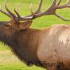 Bugling Elk Profile