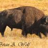 Bison Bull