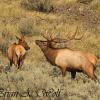 Bull and Cow Elk