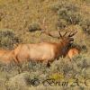 Bull Elk bugling