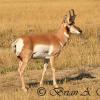 Pronghorn