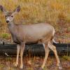 Mule Deer Fawn