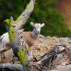 Bighorn Sheep Lamb