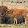 Bison and Calf