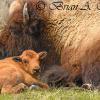 Bison and Calf II