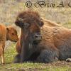 Bison and Calf III