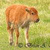 Bison Calf II