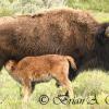Bison Cow and Nursing Calf