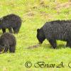 Black Bear and Yearlings