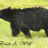 Black Bear