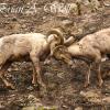 Butting Heads - Bighorn Sheep