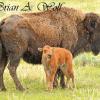 Cow and Bison Calf