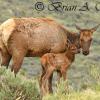 Elk Cow and Calf