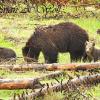 Grizzly Bear and Cubs