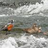 Harlequin Ducks